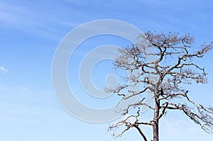 The dried tree without the leaf with the blue sky