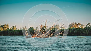 Dried tree in the middle of the river. Snag