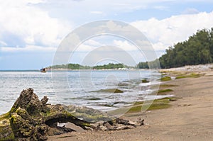 Dried tree root on the beach