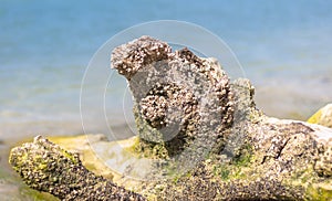 Dried tree root on the beach