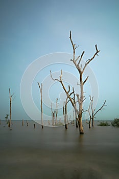 dried tree by the seaside