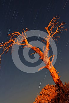 Dried tree and star trails in Cirali