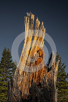 Dried Tree Stump Remains Glow In Morning Light