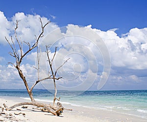Dried tree trunk with bare branches on the backdrop of blue sea