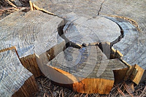 Dried tree trunk section with rings
