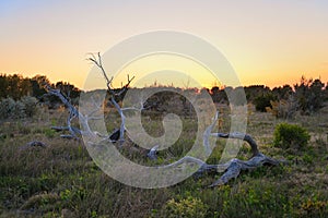 Dried tree trunk in sunset light