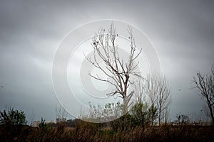 a dried tree on which large black birds sit against the background of a sky covered with hidden clouds