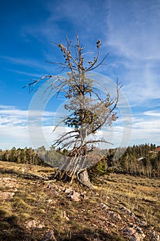 Dried tree in Wyoming summer.