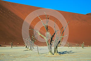 Dried trees among the giant sand dunes