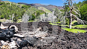 Dried trees in hardened lava flow on Etna