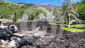 Dried trees in hardened lava flow on Etna photo