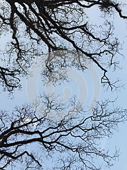 Dried trees under blue sky