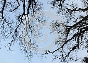 Dried trees under blue sky