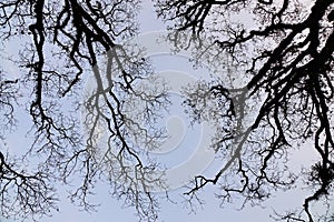 Dried trees under blue sky