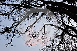 Dried trees under blue sky