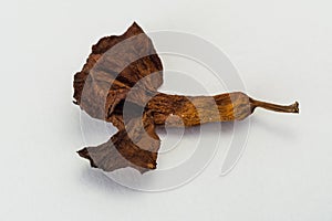 Dried Tropical flower Adenium on white background