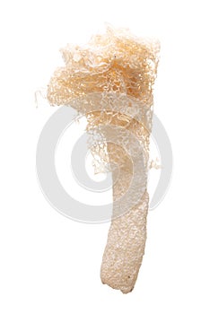 Dried Tropical Stinkhorn mushroom, Phallus indusiatus , Bamboo mushroom isolated on white