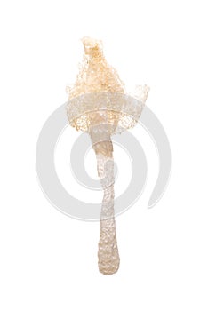 Dried Tropical Stinkhorn mushroom, Phallus indusiatus , Bamboo mushroom isolated on white