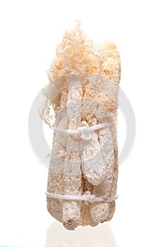 Dried Tropical Stinkhorn mushroom, Phallus indusiatus , Bamboo mushroom isolated on white