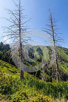 Dried trunks of Tien Shan firs in the Kimasar Gorge, Almaty, Kazakhstan