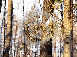 dried twig of larch tree with snow in forest