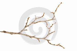 Dried twig over white background