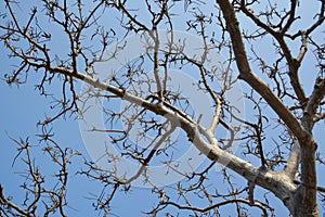 Dried twigs