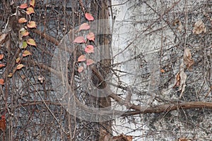 Dried Twigs of Tree on the Concrete Wall