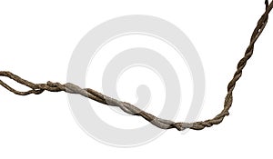 Dried twist liana isolated on white background, clipping path in