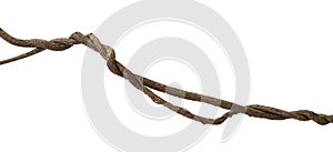 Dried twist liana jungle vine isolated on white background, clip