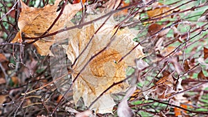 Dried twisted brown bush leaves with a blurry background. Textured surface of rolled dry leaves of flower branches. Autumn fading