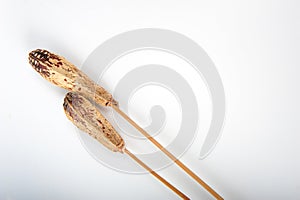 Dried Typha on Sticks