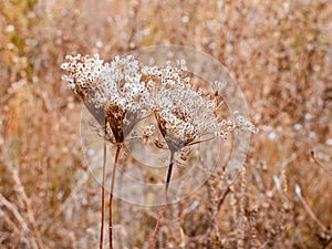 dried umbrellas of wild carrot - Daucus carota with seeds. Autumn in the forest