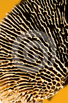 Dried underside of mushroom photo