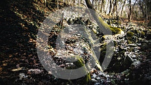 The dried-up bed of a mountain stream with a bend of a tree in moss