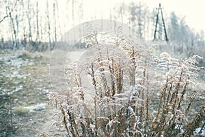 Dried up blooming plant covered with hoarfrost in the early winter days