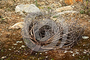 Dried up branch lying on the ground in Huascaran National Park