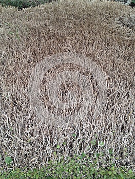 A dried-up clipped Bush