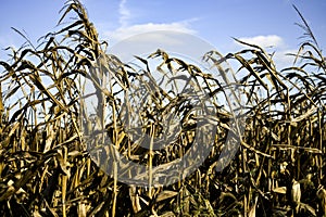 DRIED UP CORN FIELD WITH BLUE SKY