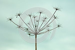 Dried up inflorescence of an umbellate plant