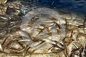 A dried-up lagoon and dead fish