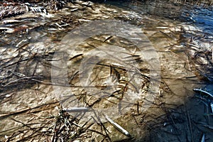 A dried-up lagoon and dead fish