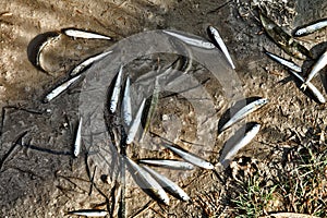 A dried-up lagoon and dead fish