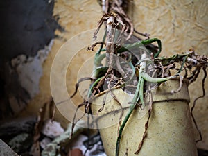 The dried-up plant in the broken pot. Rotten flower of the Aloe