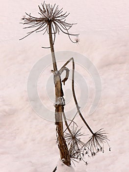 Lonely withered blade of grass in the snow