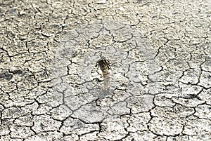 Dried up riverbed