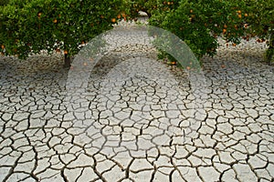 dried up soil in orange plantation in Spain