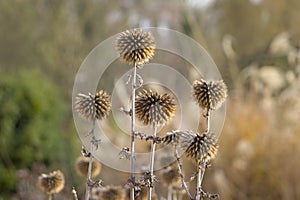 Dried up thistles backlit in warm colors. Nature in autumn