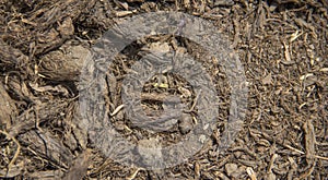 dried Valerian root