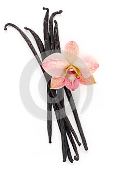 Dried vanilla sticks and orchid flower isolated on white background